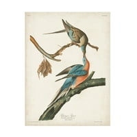 John James Audubon 'Yolcu Güvercini' Tuval Sanatı