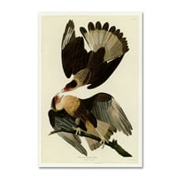 Marka Güzel Sanatlar 'Brezilya Caracara Kartal Plakası 161' Audubon'dan Tuval Sanatı